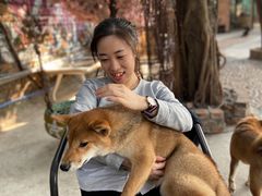 -柴犬高等学院·狗咖·柴犬售卖·宠物训练