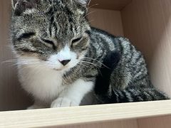 -谐和益家动物医院·免疫绝育·血液透析·宠保定点医院(高新伊藤分院)