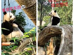-广州动物园