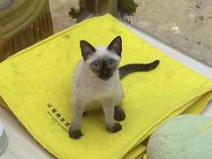 -爪爪喵星球·猫舍(卓悦中心店)