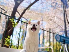 -逗柴咖啡屋·狗咖猫咖宠物桌游