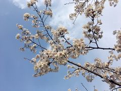 -徐家汇源景区-衡山公园