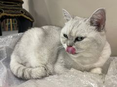 -萌兽医馆·犬猫专科·眼科中心·宠物医院(朝阳门分院)