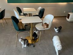 -飞行喵MR PILOT|猫舍·猫咖(静安大融城店)