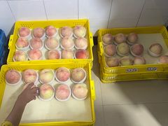 -老袁家蜜桃农场·阳山水蜜桃