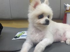 -美联众合动物医院·24h转诊中心