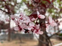 -春风习习