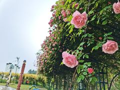 -都江堰玫瑰花溪谷