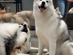 -TrueLove @ Neverland (Husky Cafe)