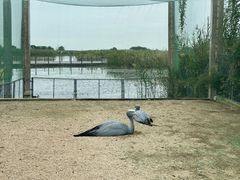 -盐城丹顶鹤湿地生态旅游区