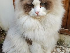 -喵屿·大理花园猫咖