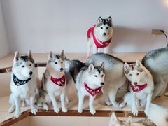 -Husky Go! 哈士奇体验馆·宠物咖啡厅狗咖
