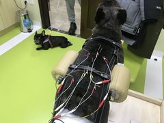 -美联众合动物医院·24h转诊中心