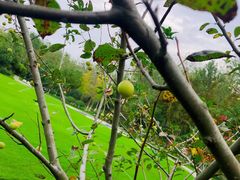 -合肥滨湖国家森林公园
