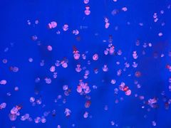 -芜湖新华联大白鲸海洋公园