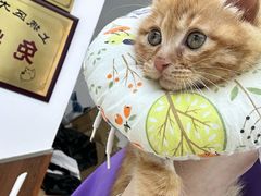 -萌兽医馆·宠物医院·猫骨科(创景店)