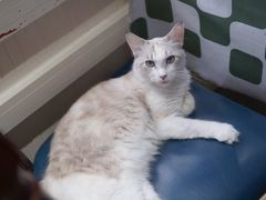 -猫小院猫主题餐厅(南锣旗舰店)