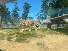 -西霞口神雕山野生动物世界