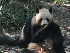 -都江堰中华大熊猫苑