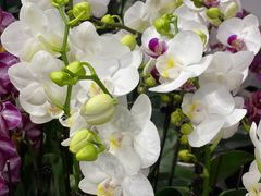 -FEI FEI FLOWER鲜花店·气球派对·宝宝宴布置(虹口德必运动Loft店)