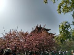 -西安青龙寺遗址景区