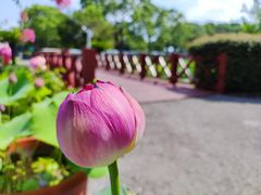 -荷塘月色湿地公园·向阳花洲