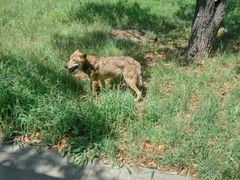 -西安秦岭野生动物园