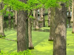 -渌洋湖湿地公园