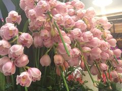 -双季花艺园艺市场(浦东店)