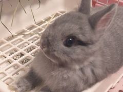 -爱诺耐芙动物医院(万博店)