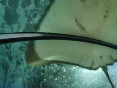 -苏州海洋馆