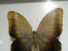 -上海昆虫博物馆