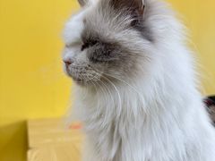 -猫咪咖啡店(新城大街店)