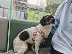 -半岛宠物医院24小时(科华中路店)
