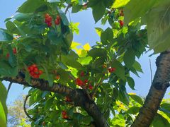 -樱桃山旅游景区