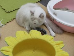 -伟伟宠物医院·瑞派猫友好医院·猫科(光谷店)