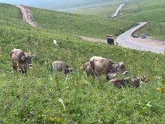 -新疆那拉提国家旅游度假区