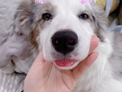 -狗不理喵子(百富路店)