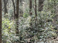 -苏州上方山国家森林公园