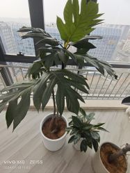 -HEYAN荷妍专业脱毛连锁机构