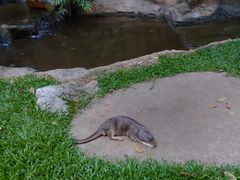 -清迈夜间动物园