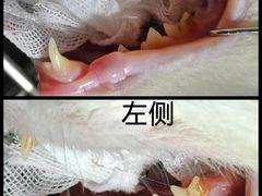 -纳吉亚猫专科动物诊疗中心(蒋宅口分院)