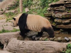 -中国大熊猫保护研究中心雅安碧峰峡基地