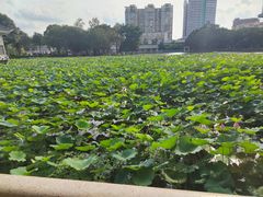 -荔湾湖公园