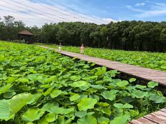 -梁鸿国家湿地公园