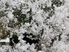 -茯茶镇