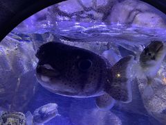 -成都浩海立方海洋公园