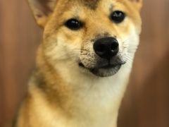 -柯斗斗主题餐厅·狗咖·围炉煮茶·茶饮(国瑞升平里店)