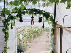 -马陆小张葡萄园农家乐