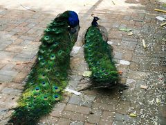 -长白岛森林公园